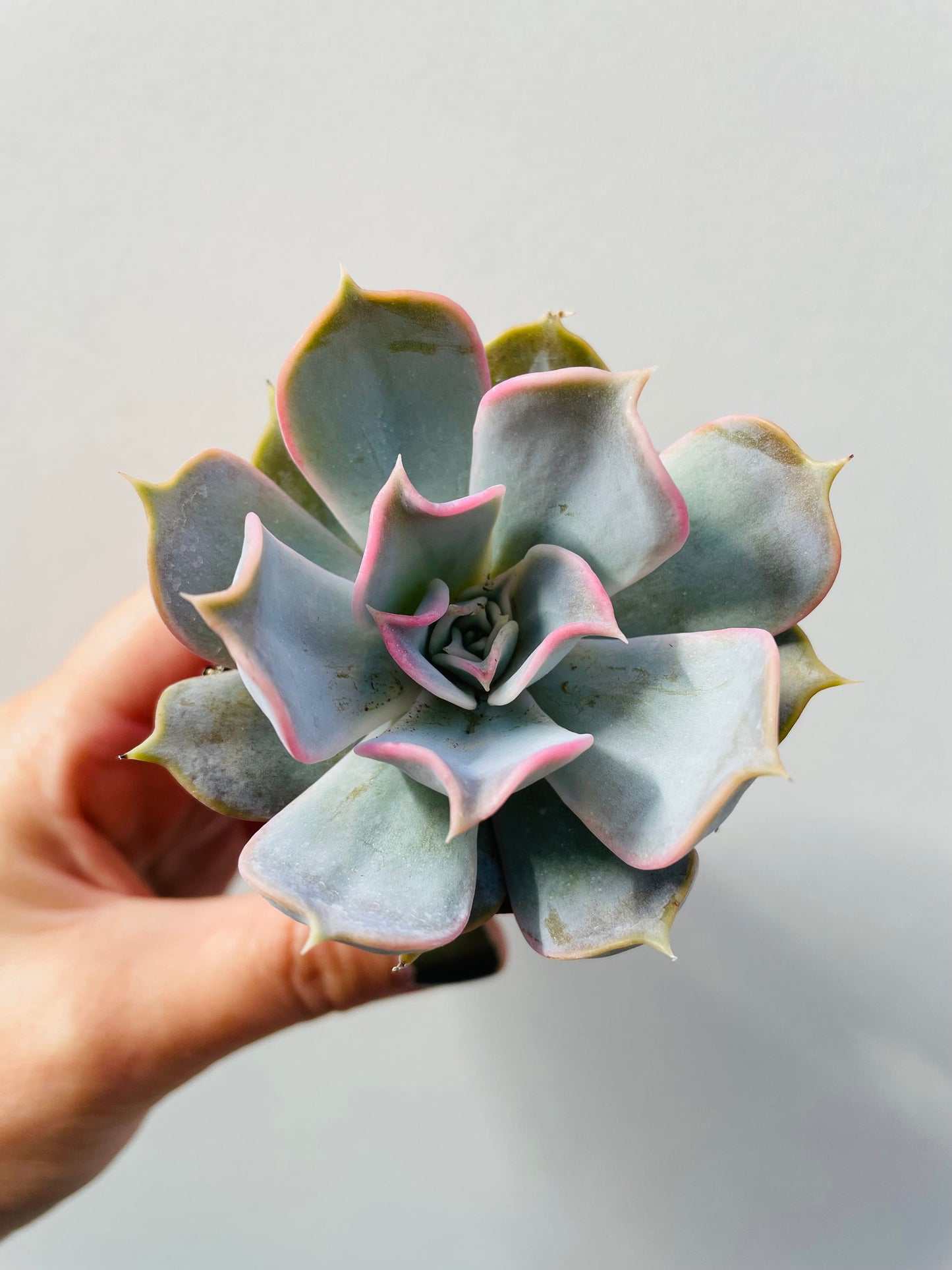 Bilde av Echeveria lilacina-Spanne Plantesalg