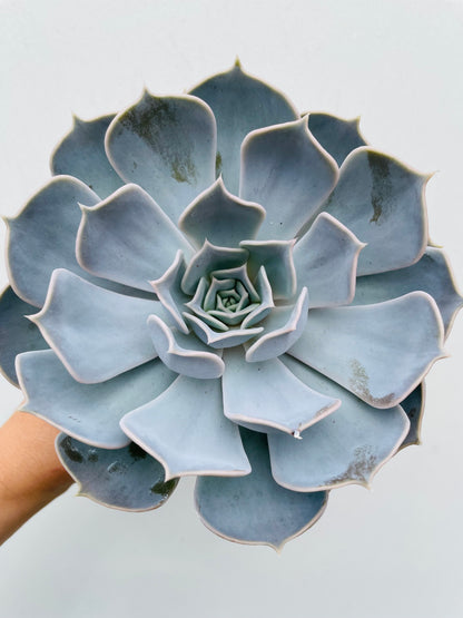 Bilde av Echeveria lilacina-Spanne Plantesalg