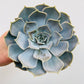 Bilde av Echeveria lilacina-Spanne Plantesalg