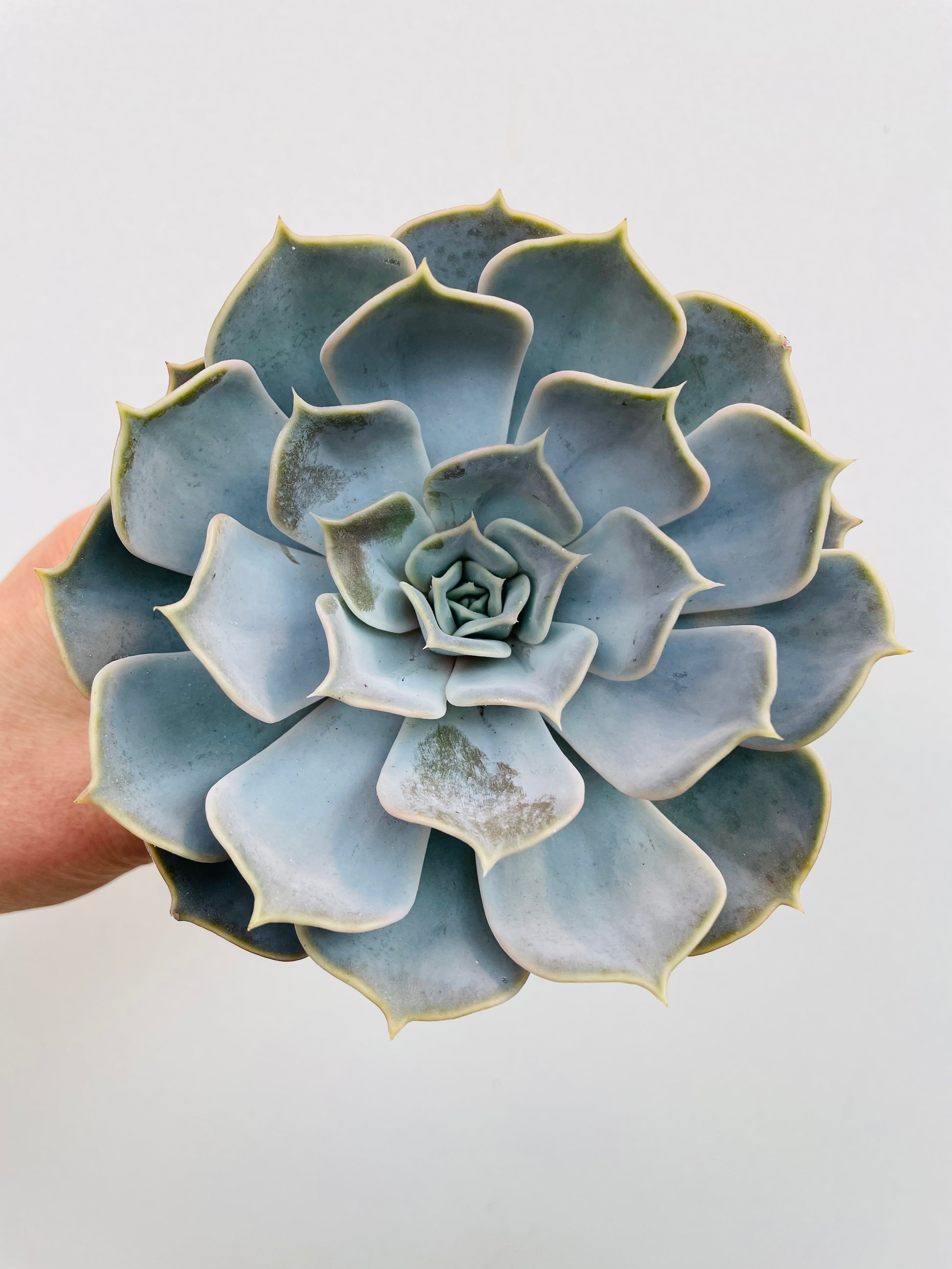 Bilde av Echeveria lilacina-Spanne Plantesalg