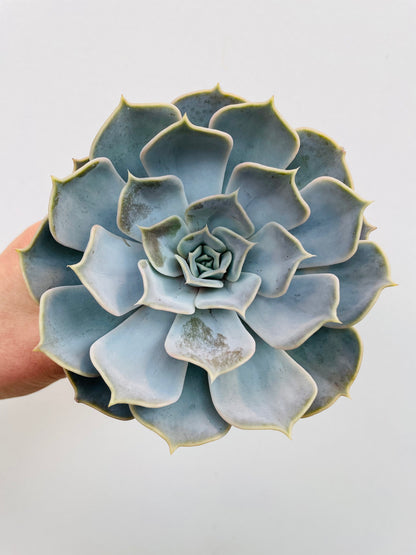 Bilde av Echeveria lilacina-Spanne Plantesalg