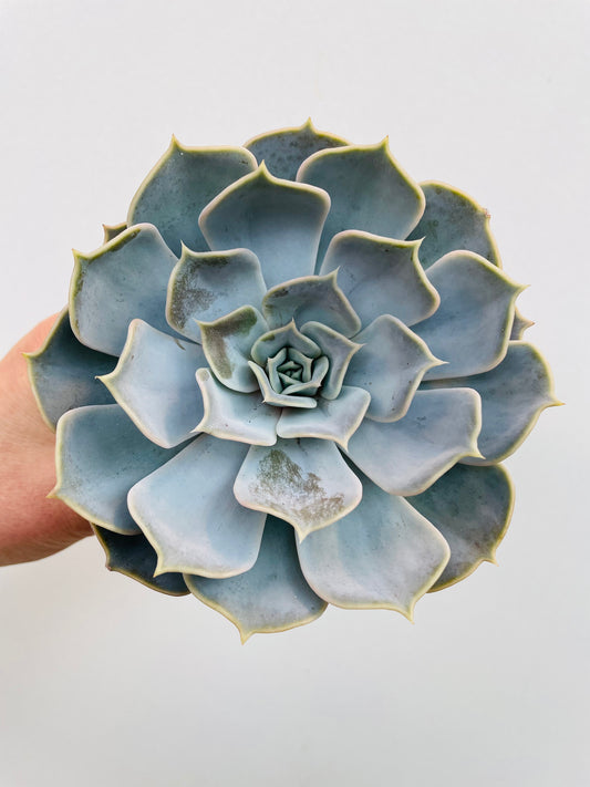Bilde av Echeveria lilacina-Spanne Plantesalg