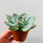 Bilde av Echeveria lindsyana-Spanne Plantesalg