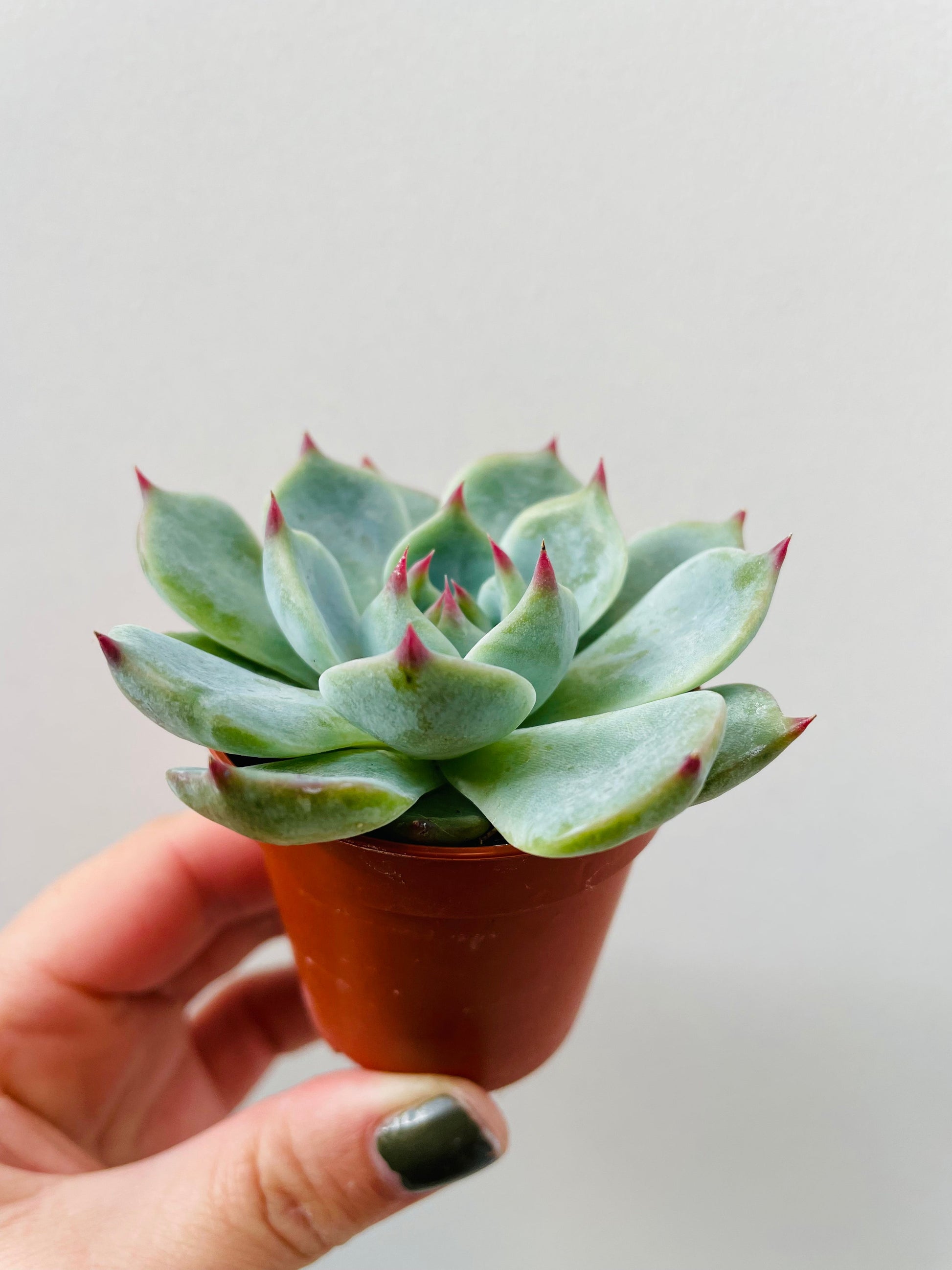 Bilde av Echeveria lindsyana-Spanne Plantesalg