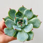 Bilde av Echeveria lindsyana-Spanne Plantesalg