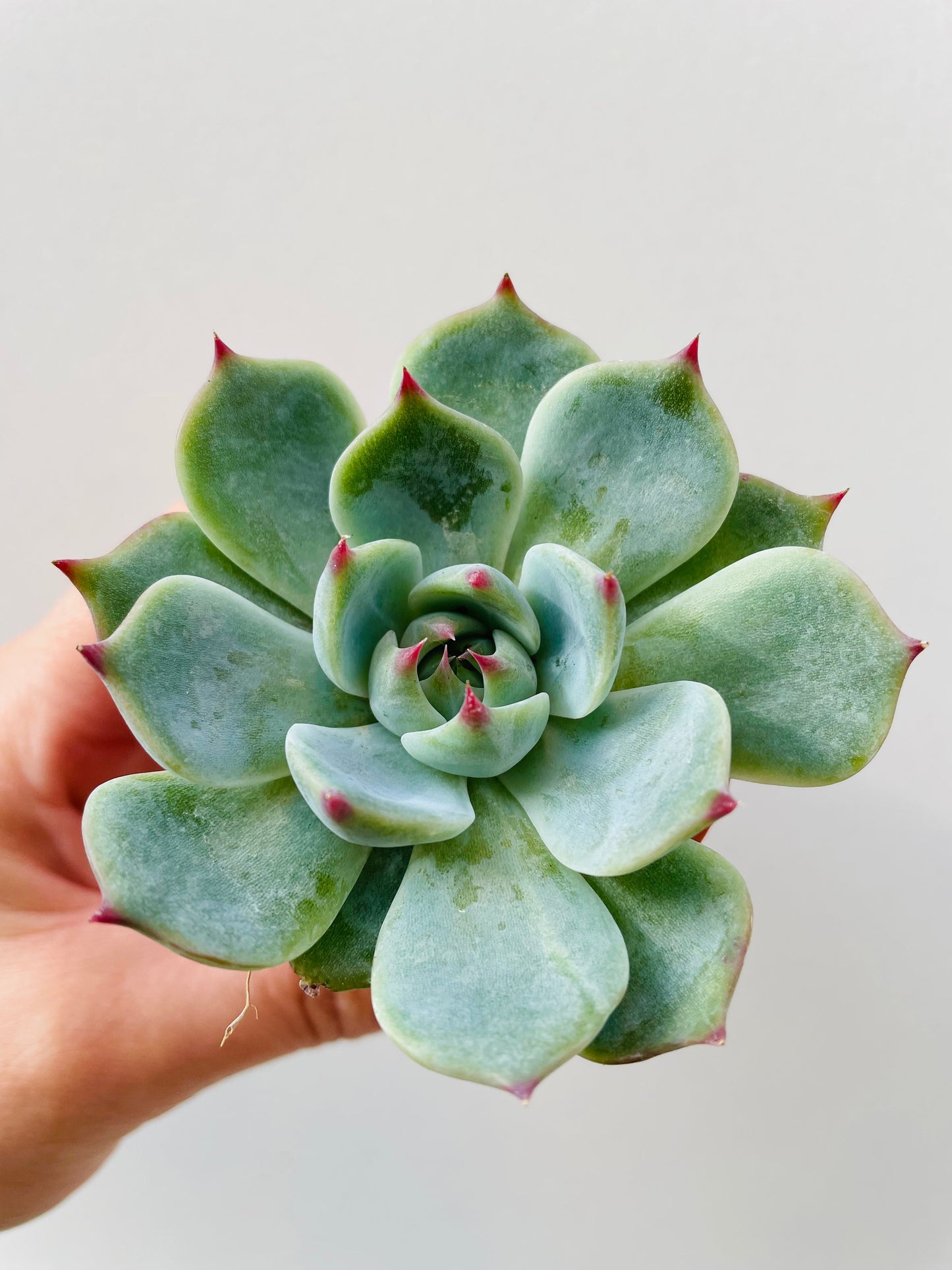 Bilde av Echeveria lindsyana-Spanne Plantesalg