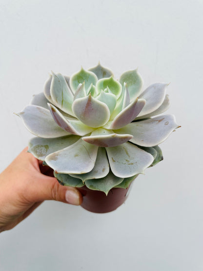 Bilde av Echeveria ‘Lola’-Spanne Plantesalg