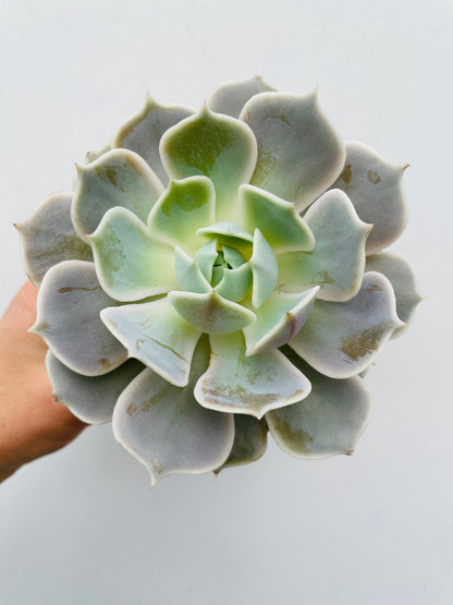Bilde av Echeveria ‘Lola’-Spanne Plantesalg