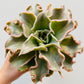 Bilde av Echeveria ‘Madiba’ 12 cm potte-Spanne Plantesalg