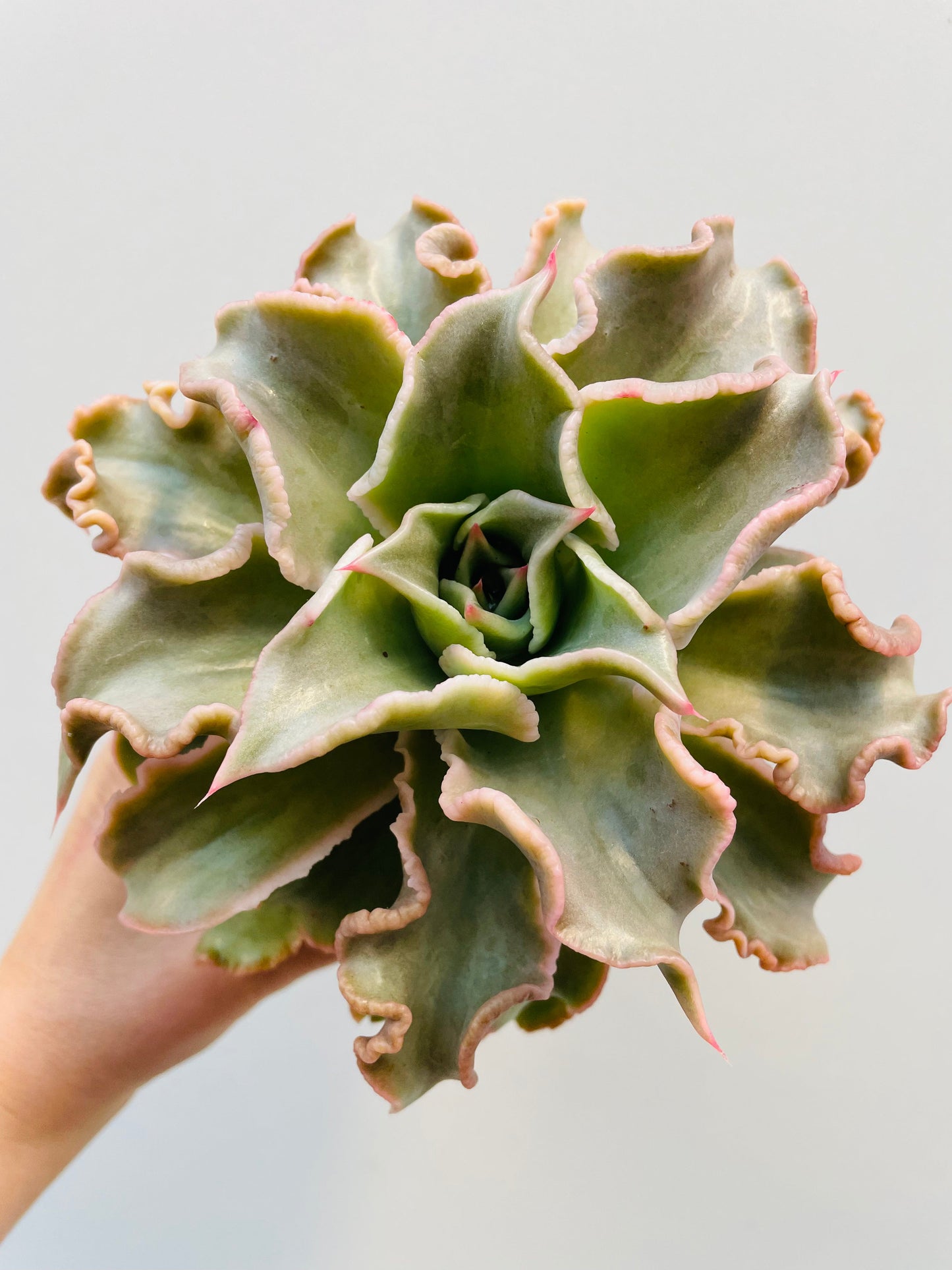 Bilde av Echeveria ‘Madiba’ 12 cm potte-Spanne Plantesalg