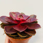 Bilde av Echeveria ‘Magic Red’-Spanne Plantesalg