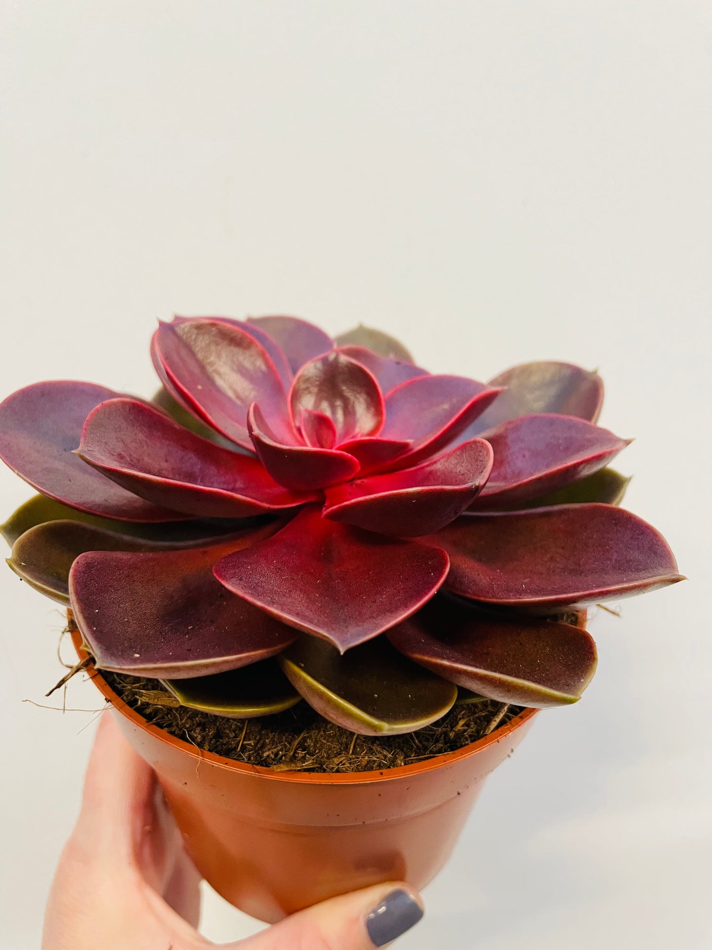 Bilde av Echeveria ‘Magic Red’-Spanne Plantesalg