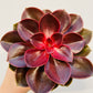 Bilde av Echeveria ‘Magic Red’-Spanne Plantesalg