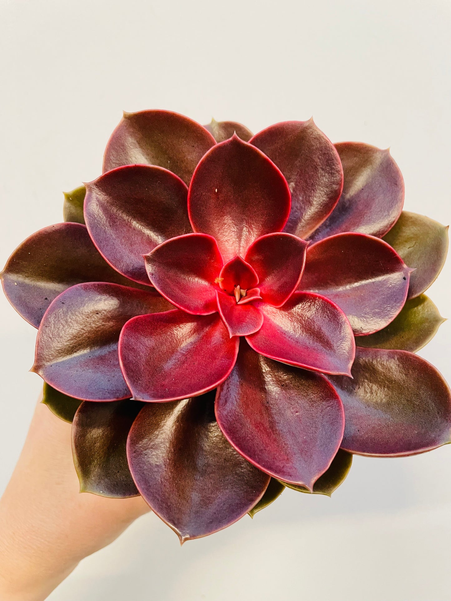 Bilde av Echeveria ‘Magic Red’-Spanne Plantesalg