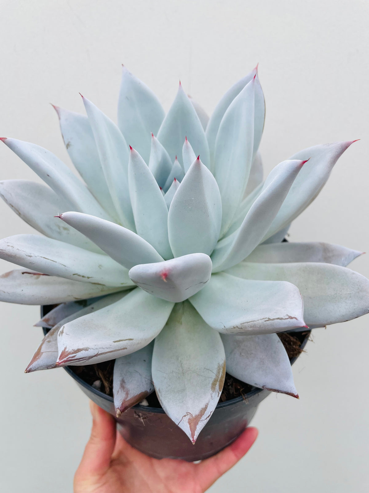 Bilde av Echeveria ‘Mexican Giant’-Spanne Plantesalg