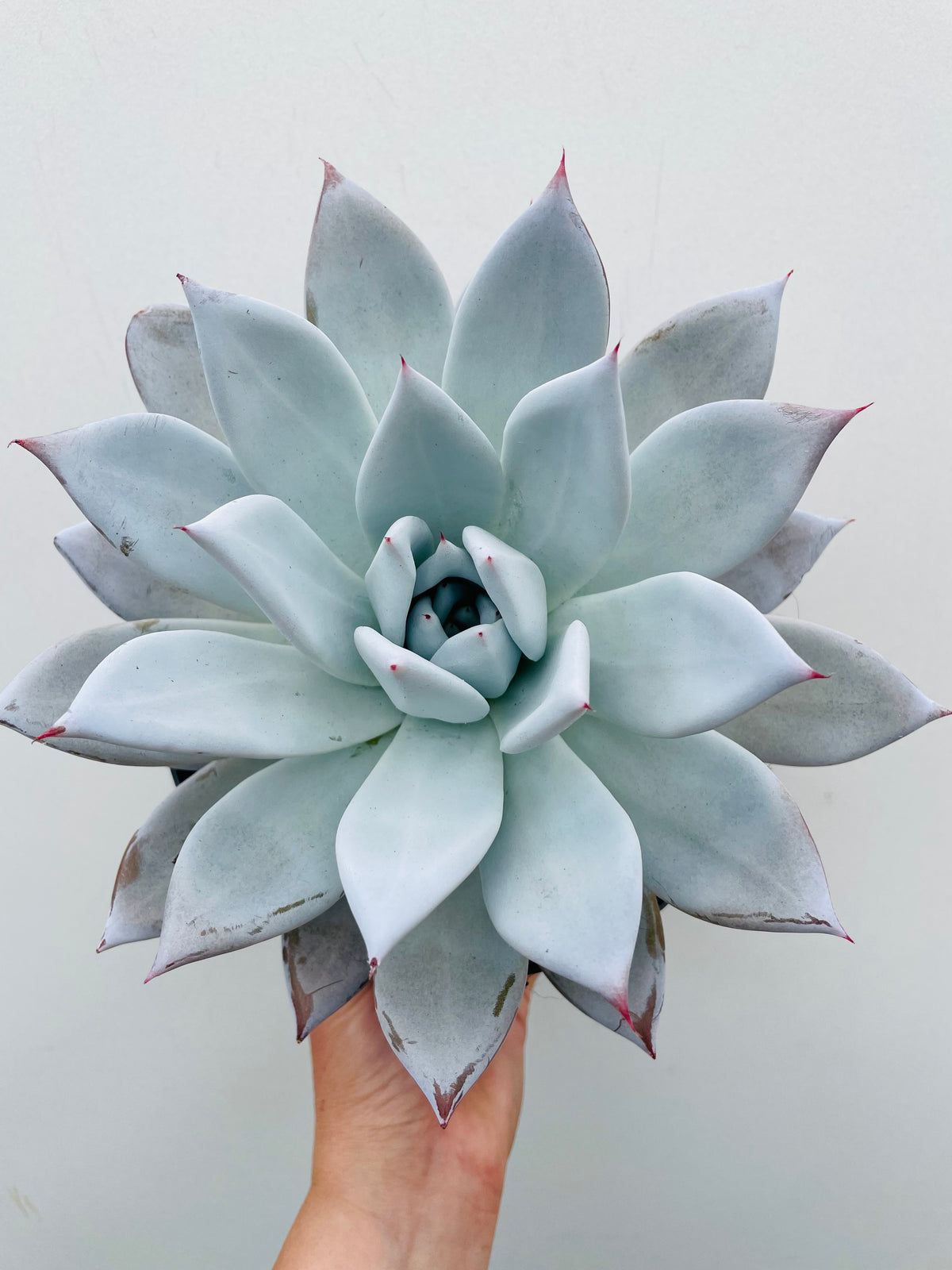 Bilde av Echeveria ‘Mexican Giant’-Spanne Plantesalg