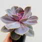 Bilde av Echeveria ‘Perle von Nurnberg’-Spanne Plantesalg