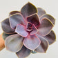 Bilde av Echeveria ‘Perle von Nurnberg’-Spanne Plantesalg
