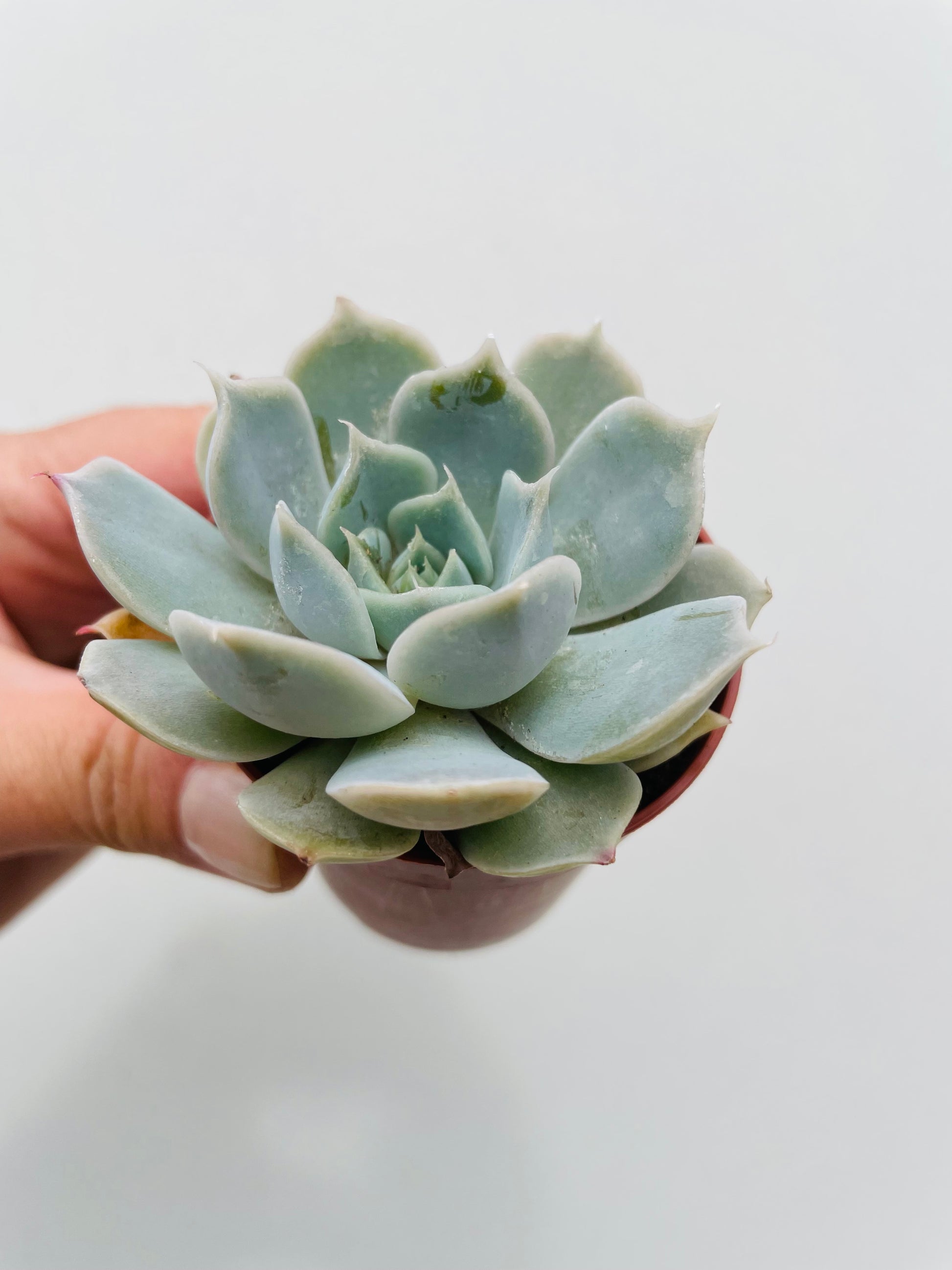Bilde av Echeveria ‘Pollux’-Spanne Plantesalg