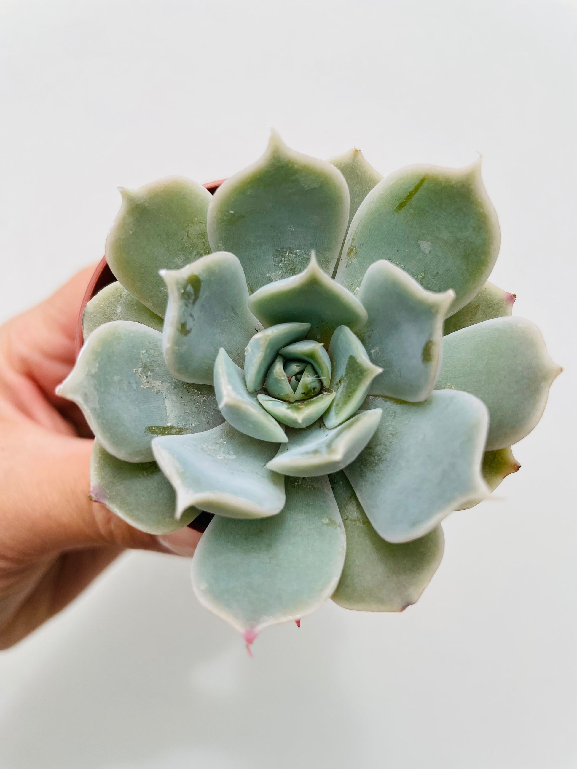 Bilde av Echeveria ‘Pollux’-Spanne Plantesalg