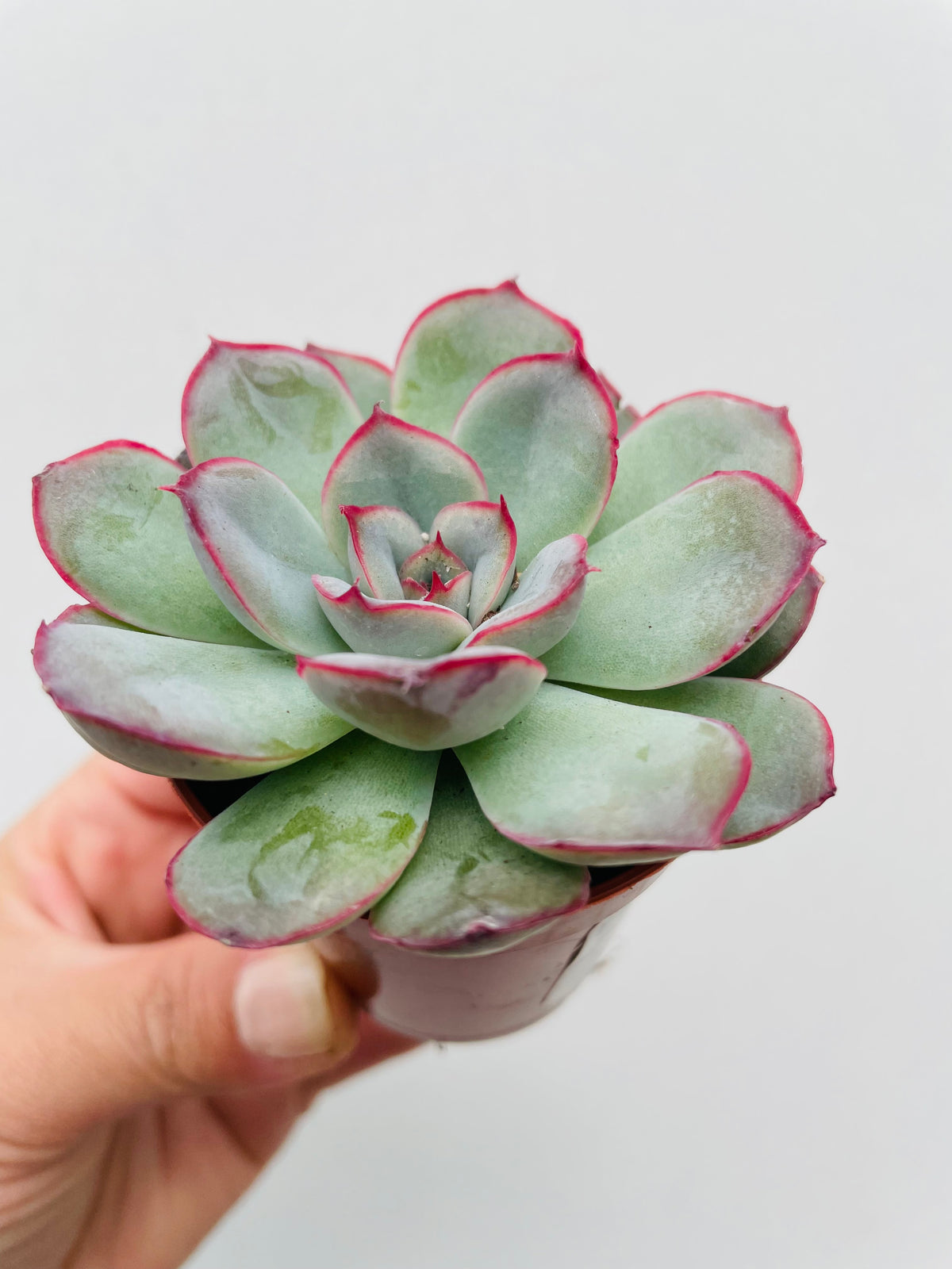 Bilde av Echeveria pulidonis-Spanne Plantesalg