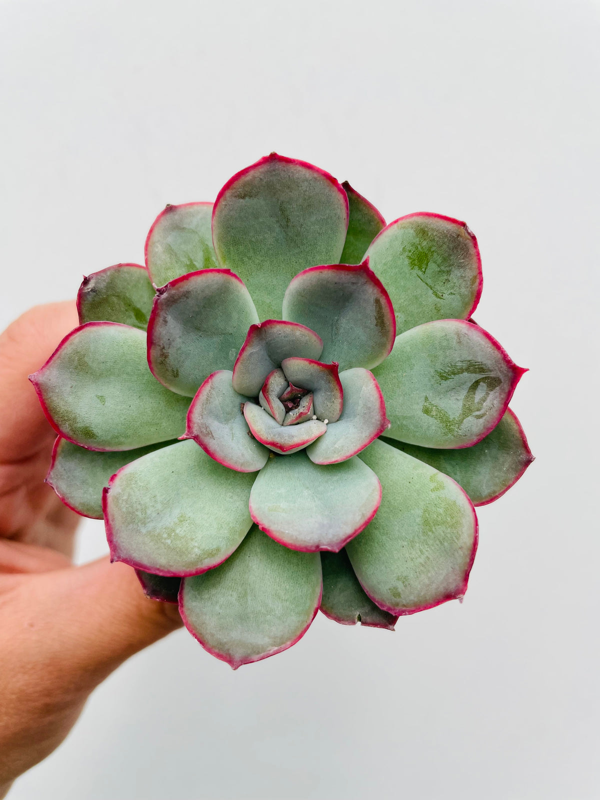 Bilde av Echeveria pulidonis-Spanne Plantesalg