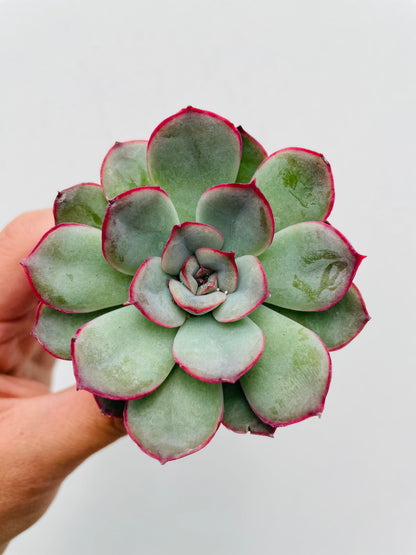 Bilde av Echeveria pulidonis-Spanne Plantesalg