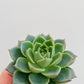 Bilde av Echeveria purpurosum ‘Green Gilva’-Spanne Plantesalg