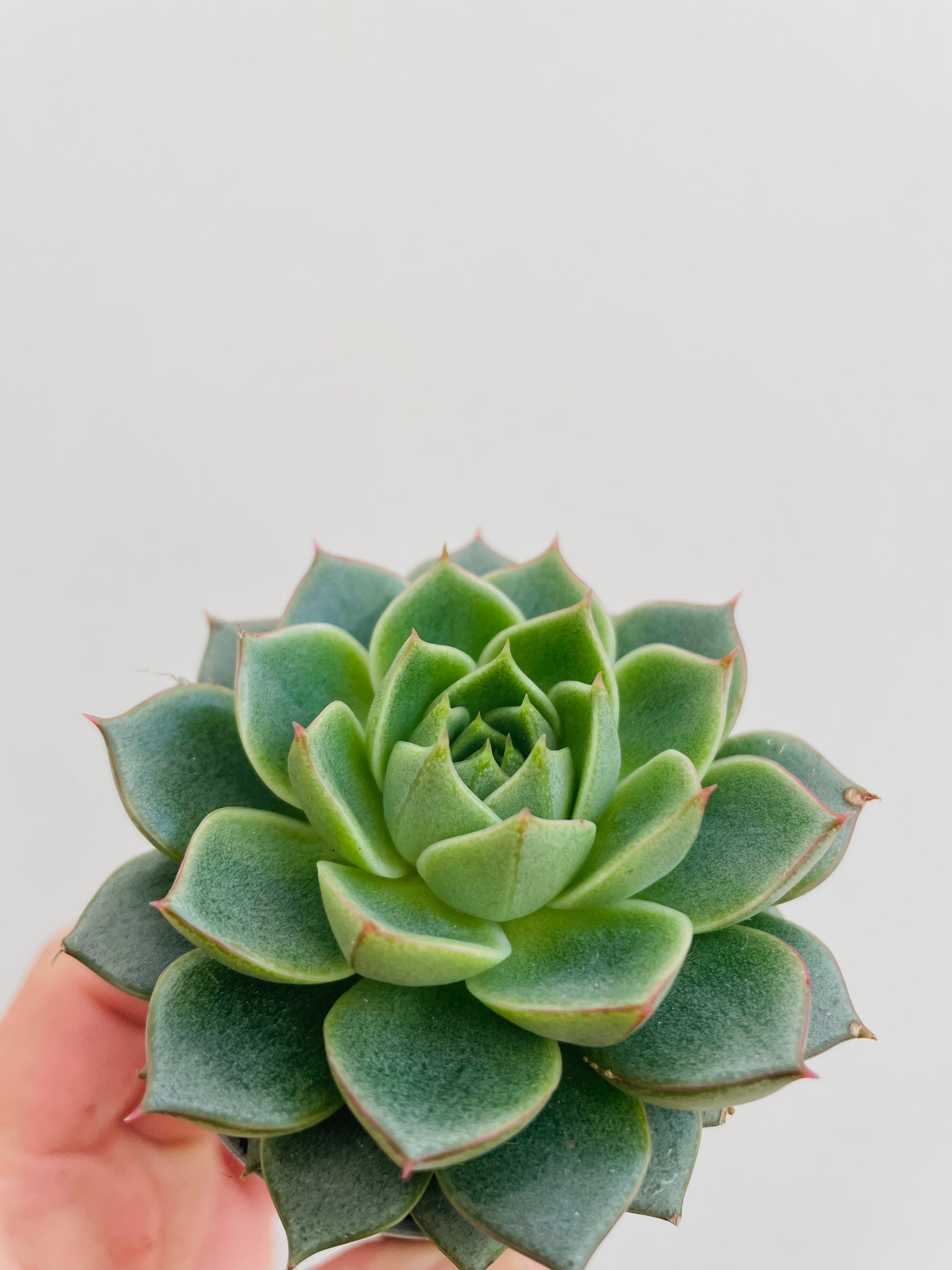 Bilde av Echeveria purpurosum ‘Green Gilva’-Spanne Plantesalg