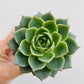 Bilde av Echeveria purpurosum ‘Green Gilva’-Spanne Plantesalg
