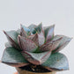 Bilde av Echeveria purpusorum-Spanne Plantesalg