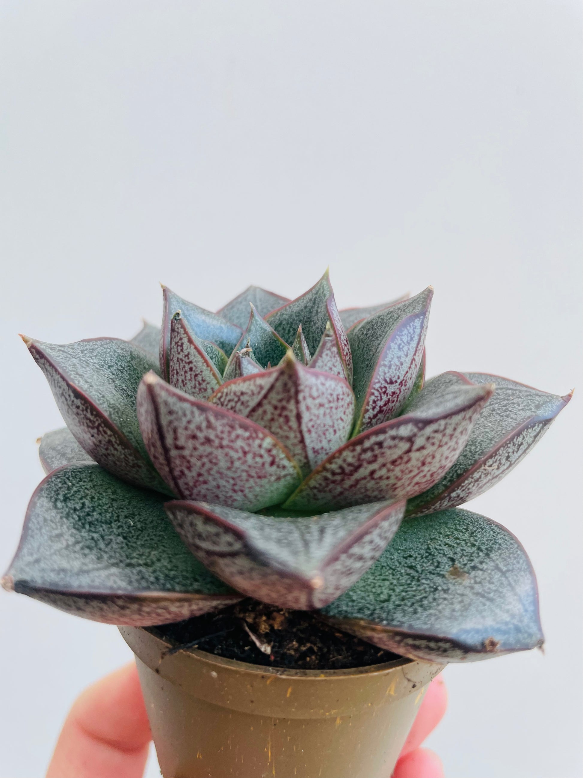 Bilde av Echeveria purpusorum-Spanne Plantesalg
