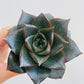 Bilde av Echeveria purpusorum-Spanne Plantesalg