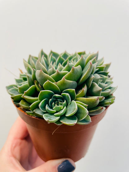 Bilde av Echeveria ‘Scorpio’-Spanne Plantesalg