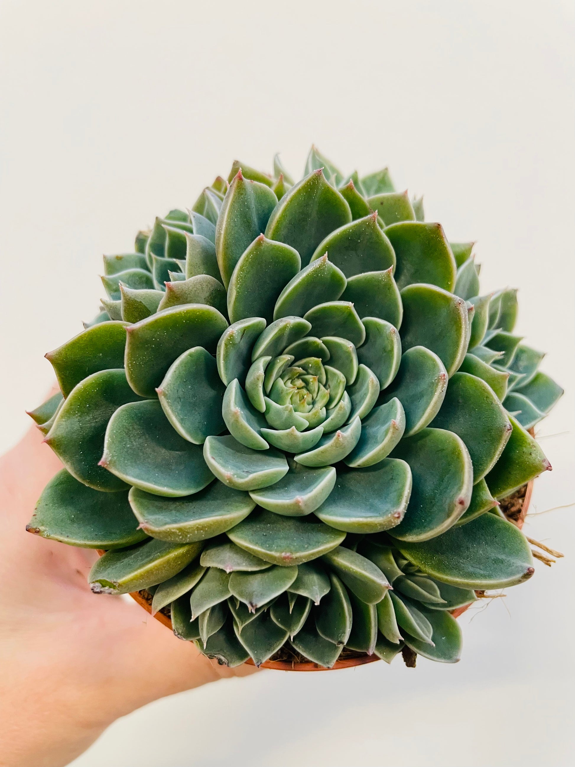 Bilde av Echeveria ‘Scorpio’-Spanne Plantesalg