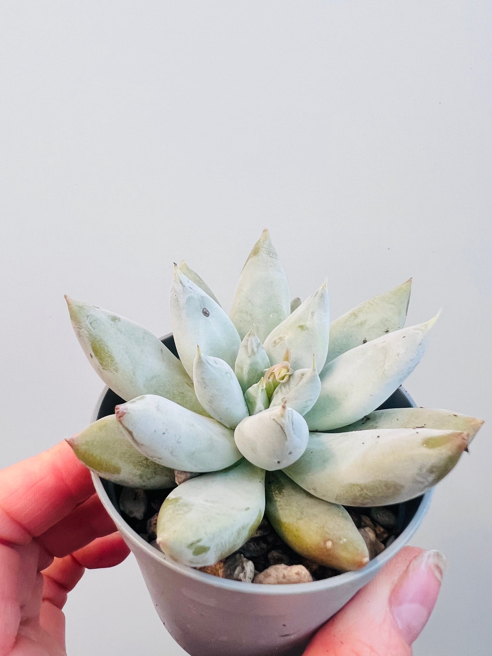 Bilde av Echeveria tolimanensis 6 cm potte-Spanne Plantesalg