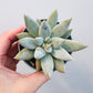 Bilde av Echeveria tolimanensis 6 cm potte-Spanne Plantesalg