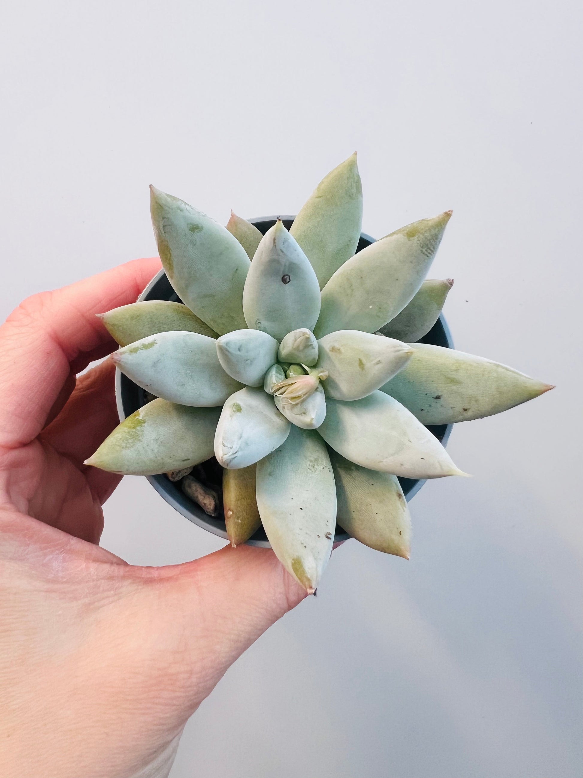 Bilde av Echeveria tolimanensis 6 cm potte-Spanne Plantesalg