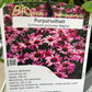 Bilde av Echinacea purpurea 'Magnus'-Spanne Plantesalg