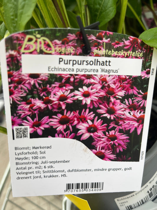 Bilde av Echinacea purpurea 'Magnus'-Spanne Plantesalg