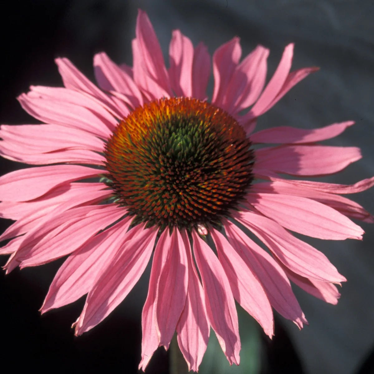 Bilde av Echinacea p. 'Ruby Giant'-Spanne Plantesalg