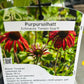 Bilde av Echinacea purpurea 'Tomato Soup'®-Spanne Plantesalg