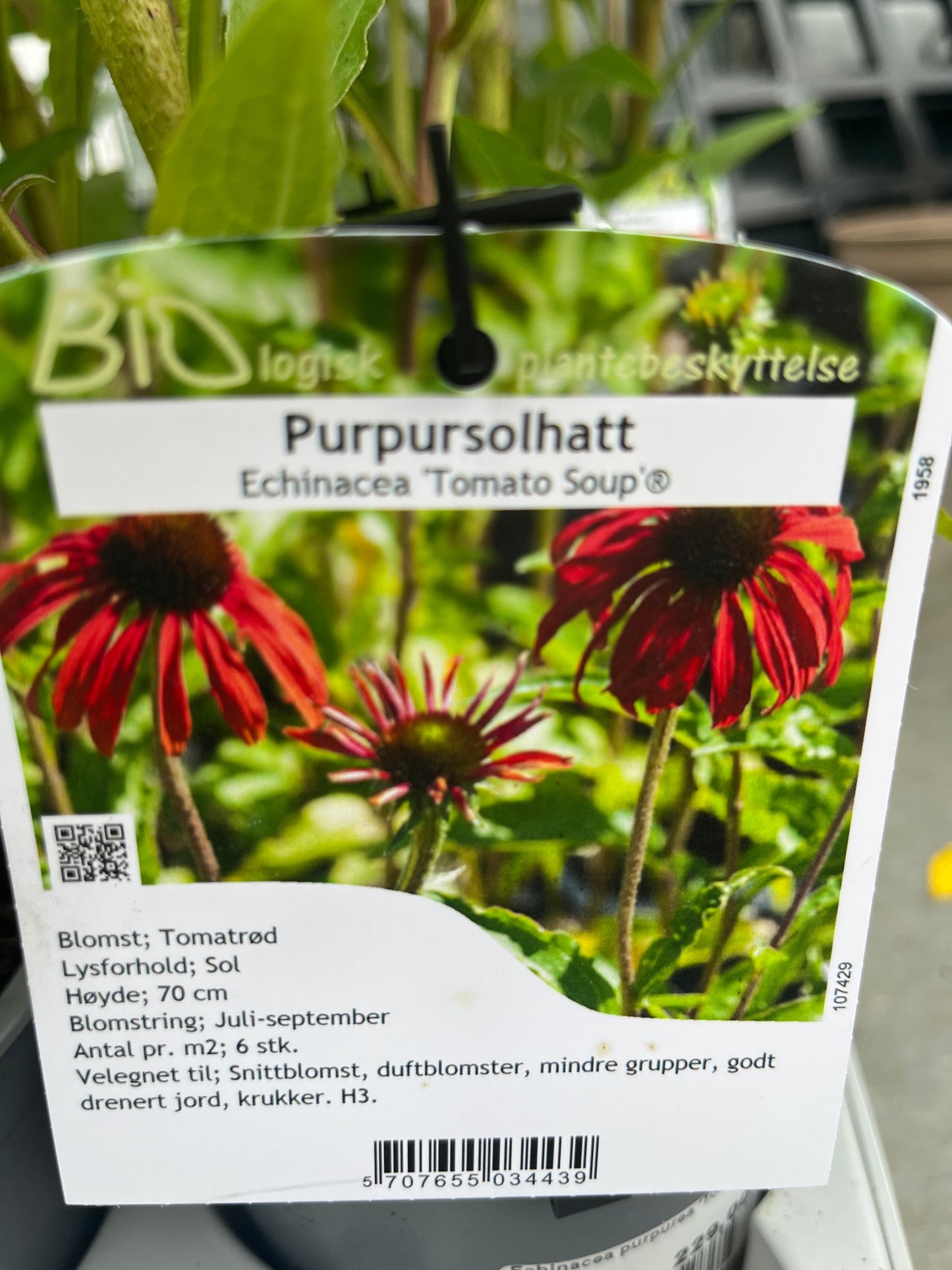 Bilde av Echinacea purpurea 'Tomato Soup'®-Spanne Plantesalg