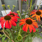 Bilde av Echinacea purpurea 'Tomato Soup'®-Spanne Plantesalg