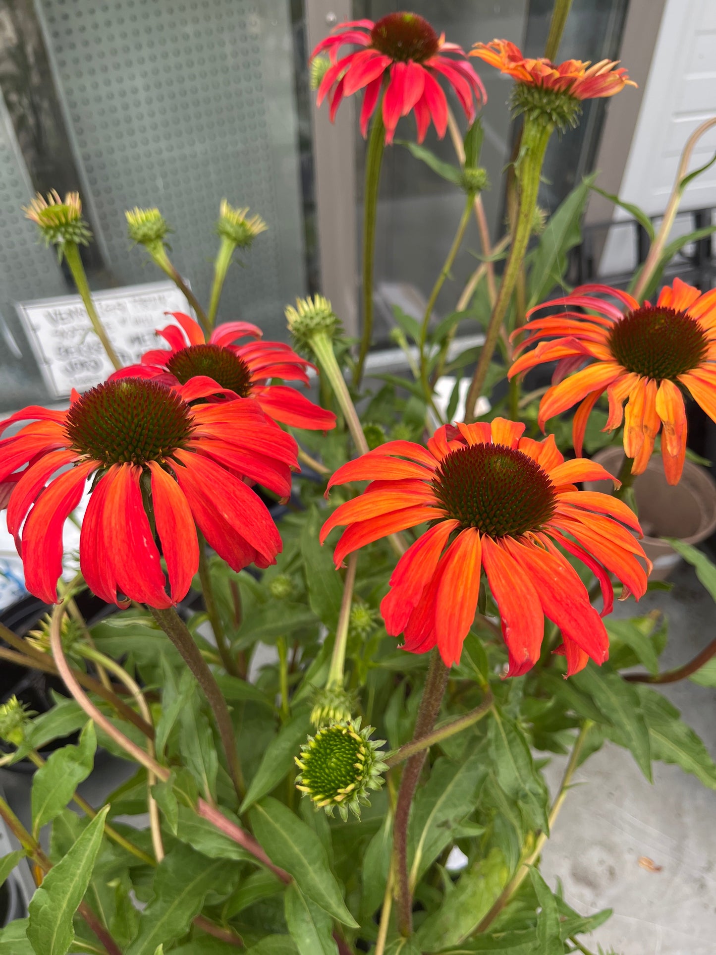 Bilde av Echinacea purpurea 'Tomato Soup'®-Spanne Plantesalg