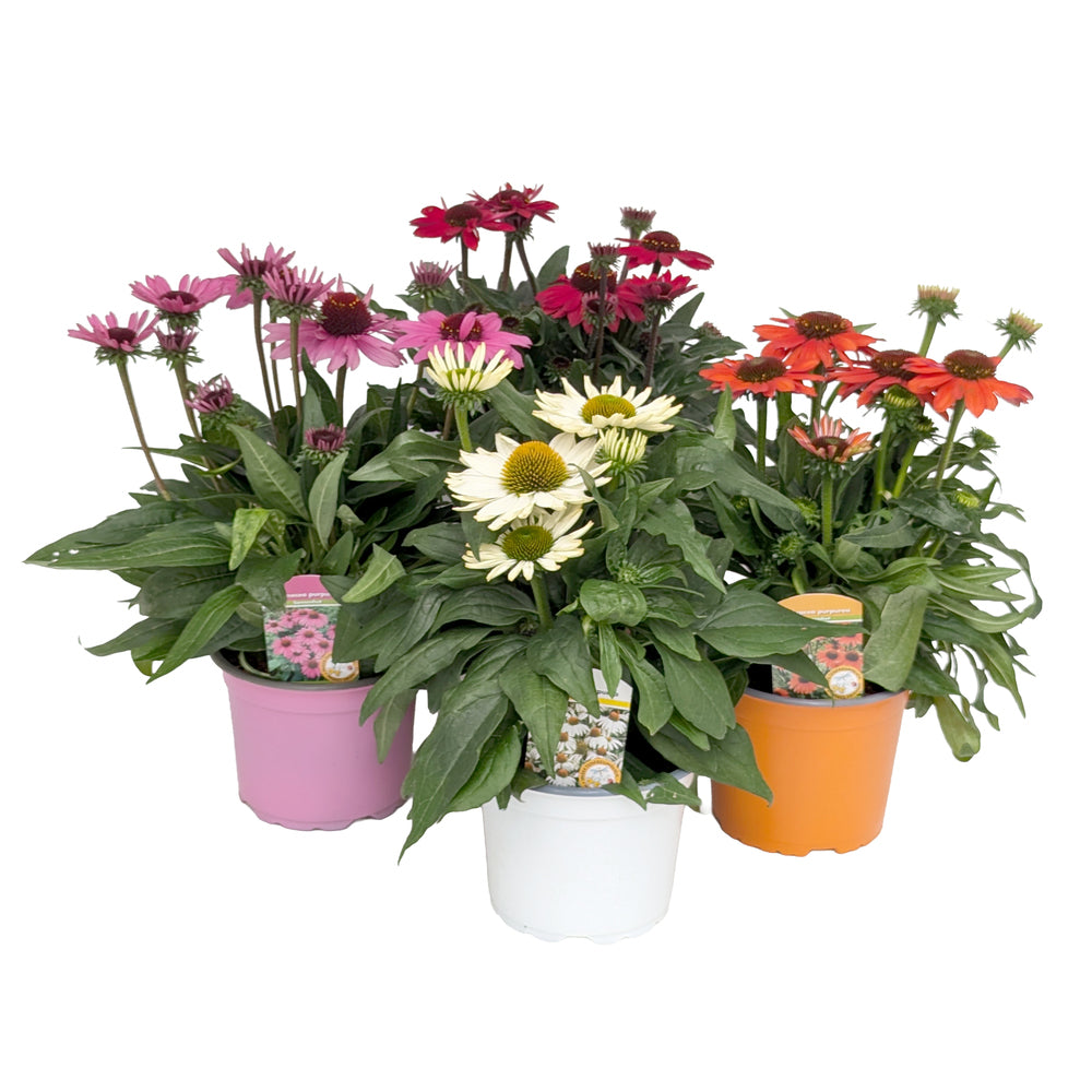Bilde av Echinacea purp. SunMagic-Spanne Plantesalg