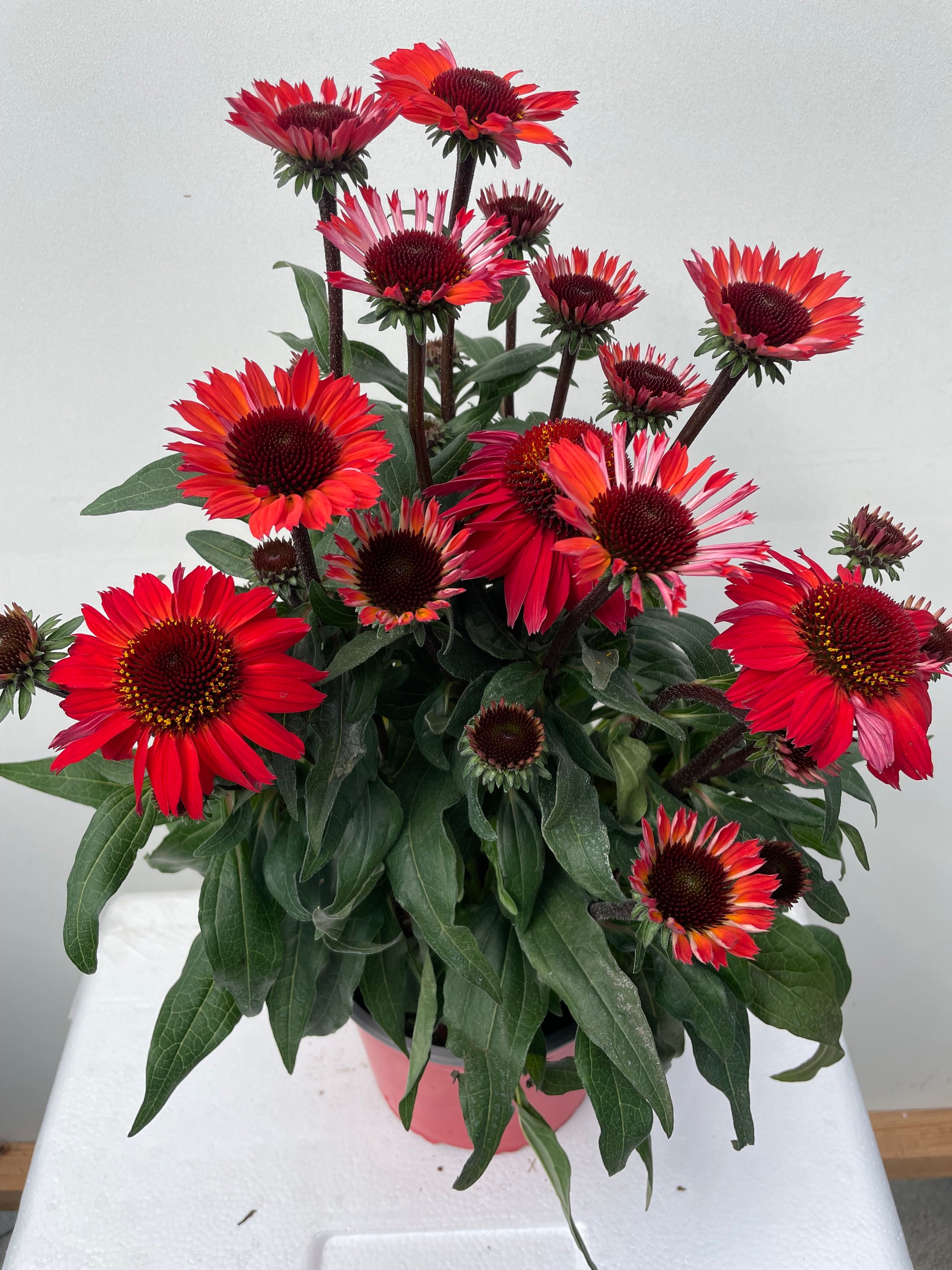 Bilde av Echinacea purp. SunMagic-Spanne Plantesalg
