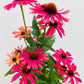 Bilde av Echinacea purpurea-Spanne Plantesalg