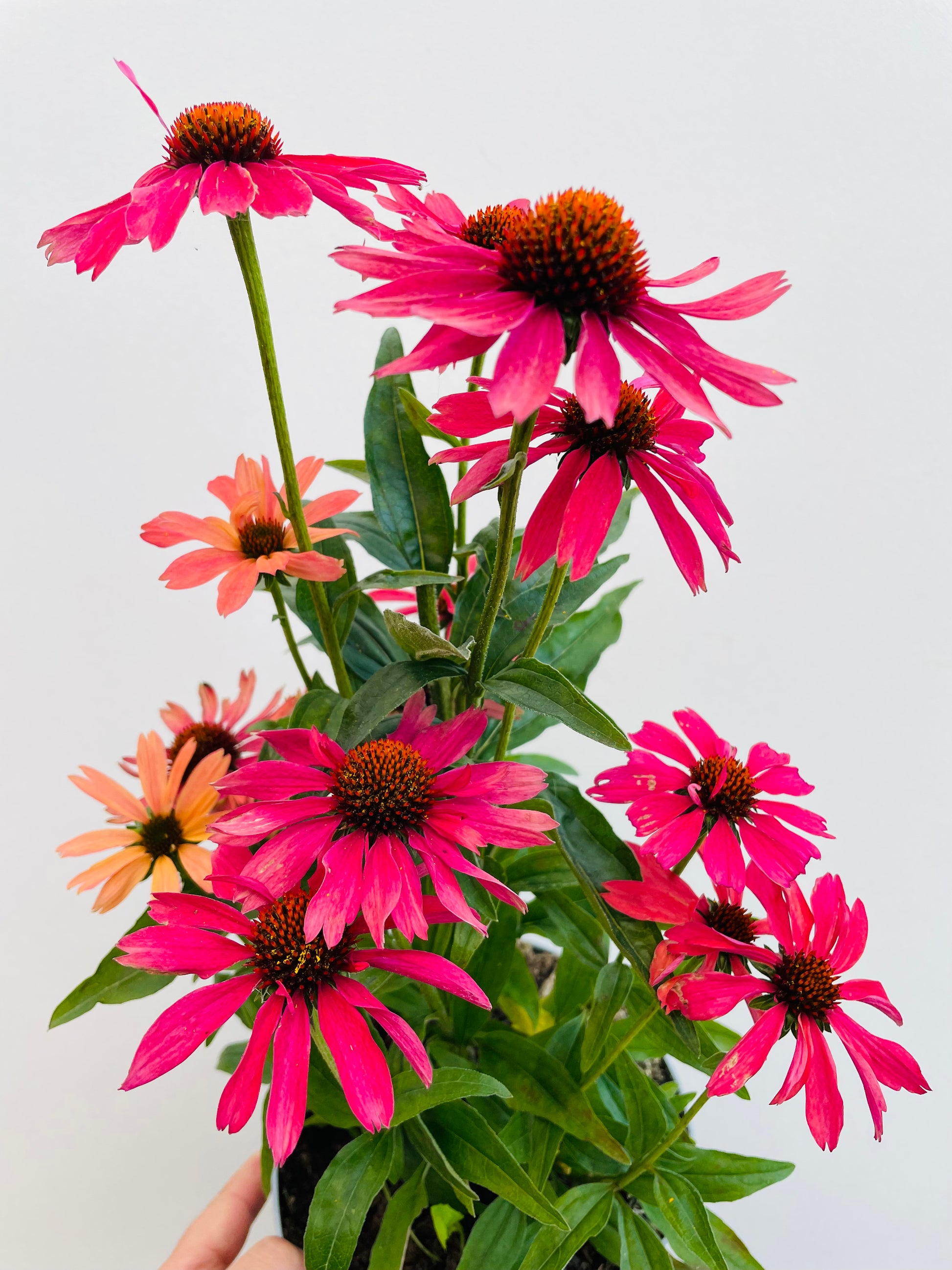 Bilde av Echinacea purpurea-Spanne Plantesalg