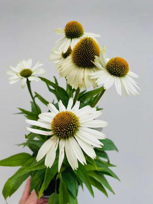 Bilde av Echinacea purpurea-Spanne Plantesalg